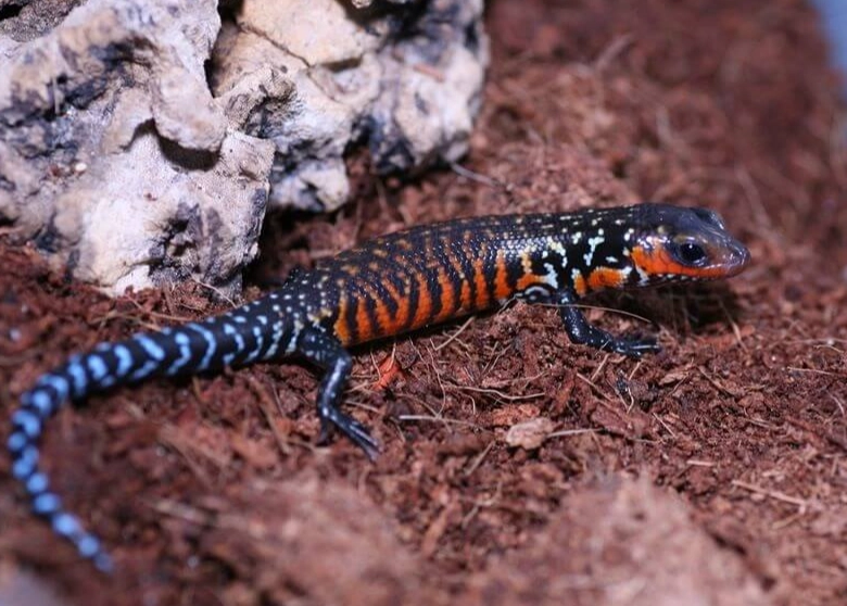 togo fire skink