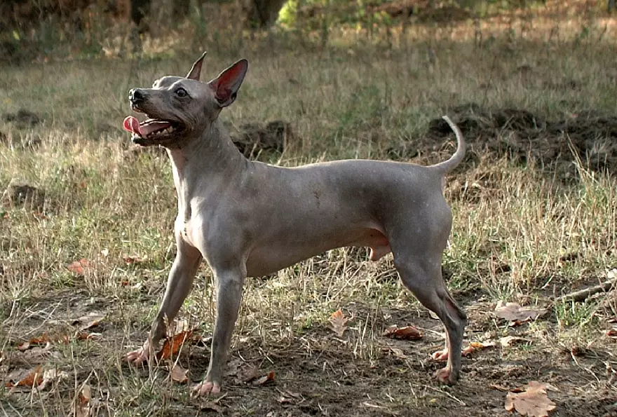 hairless dog breeds