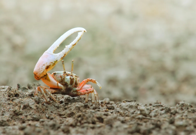 Baby fiddler crab