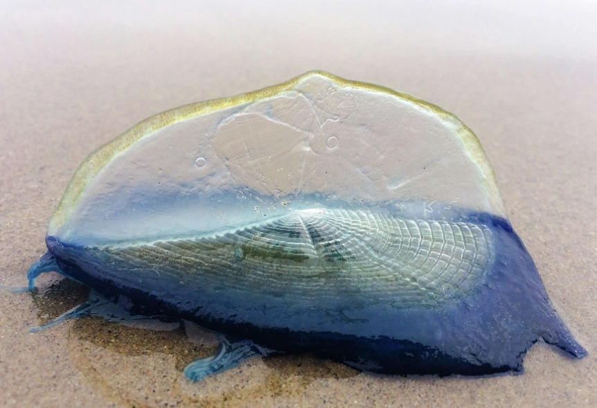 Can you touch a by-the-wind sailor?