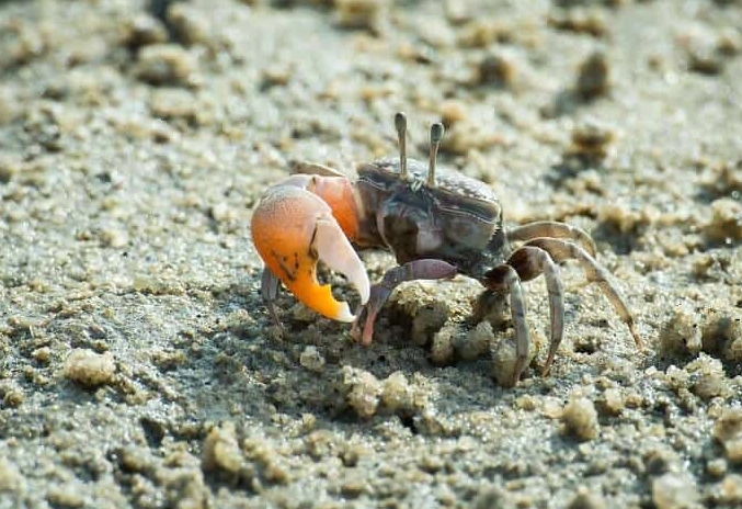 fiddler crab life cycle