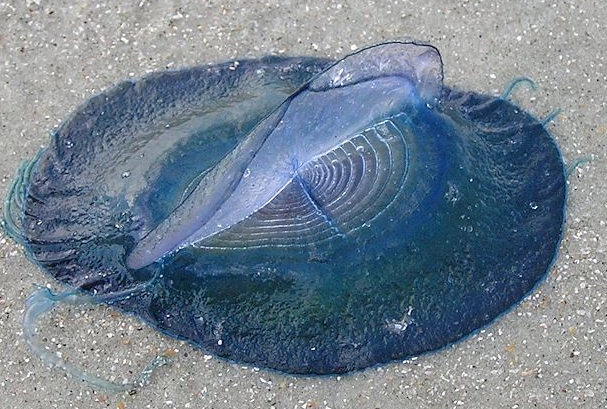 velella velella sting