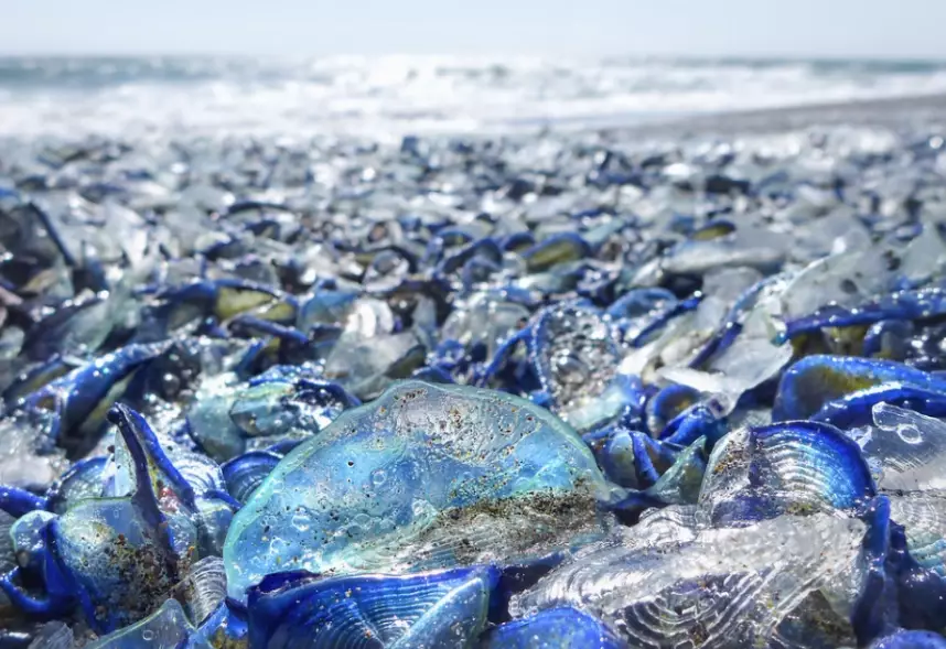 sailor jellyfish safe