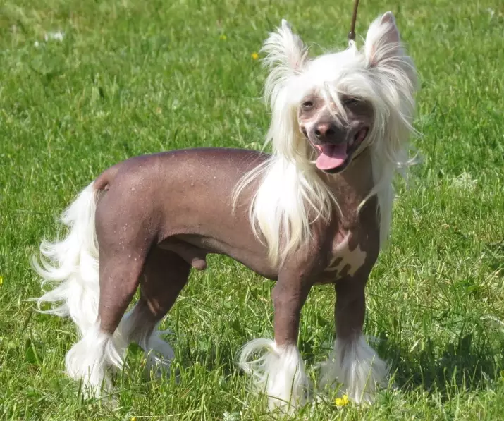 ugliest dog breeds