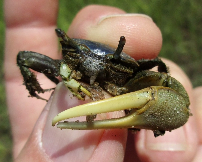 fiddler crab life cycle