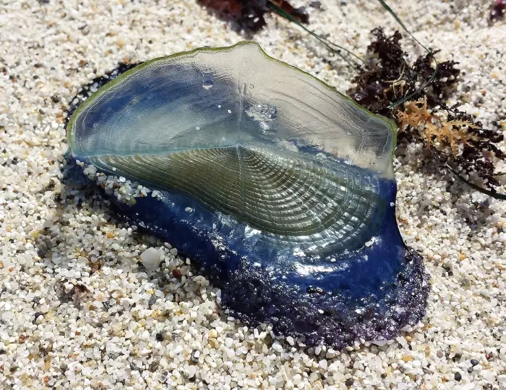 sailor jellyfish safe