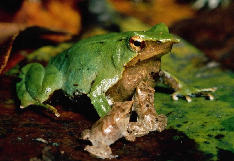Southern Darwin's frog