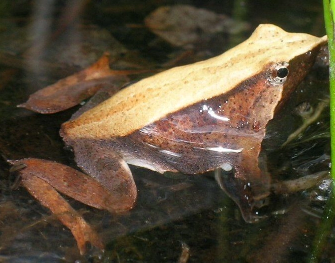 amphibian conservation amphibian conservation