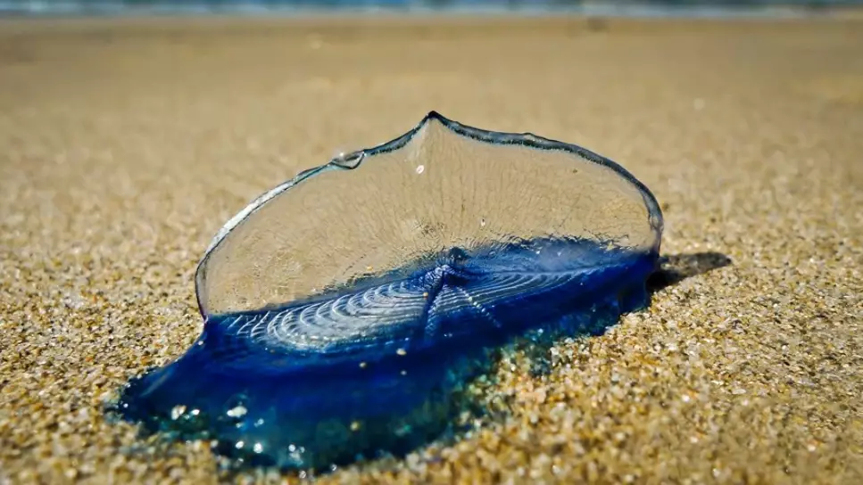 Velella Velella