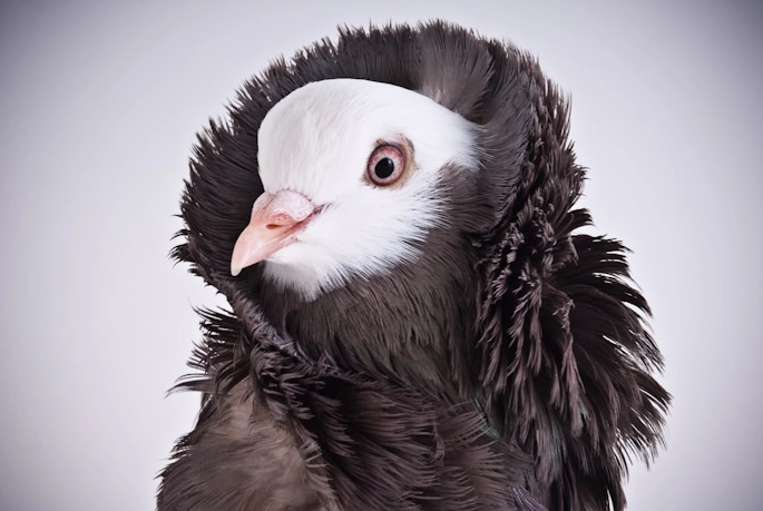 Jacobin Pigeon female