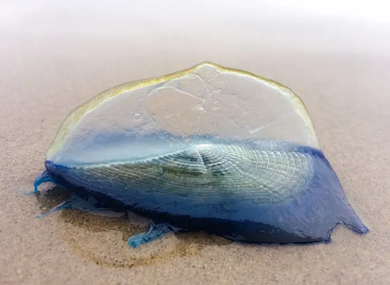 Velella Velella