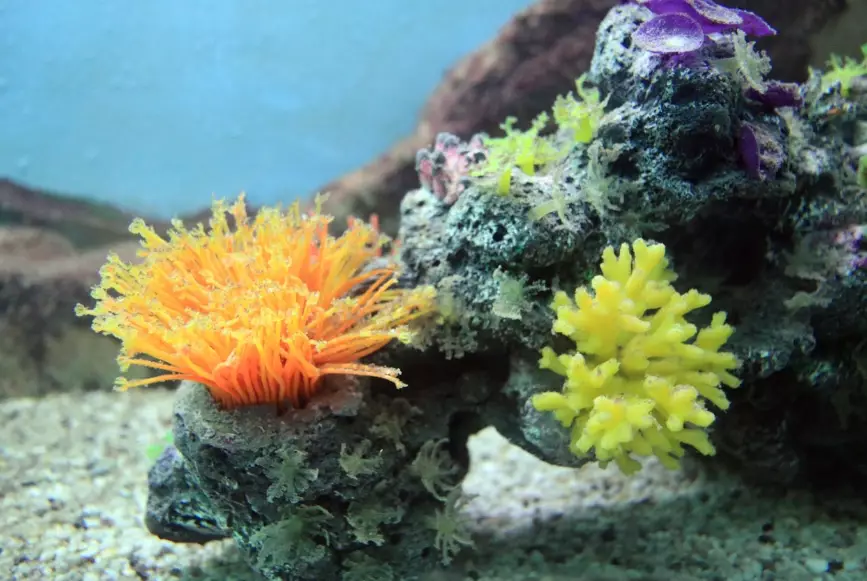 coral crab identification