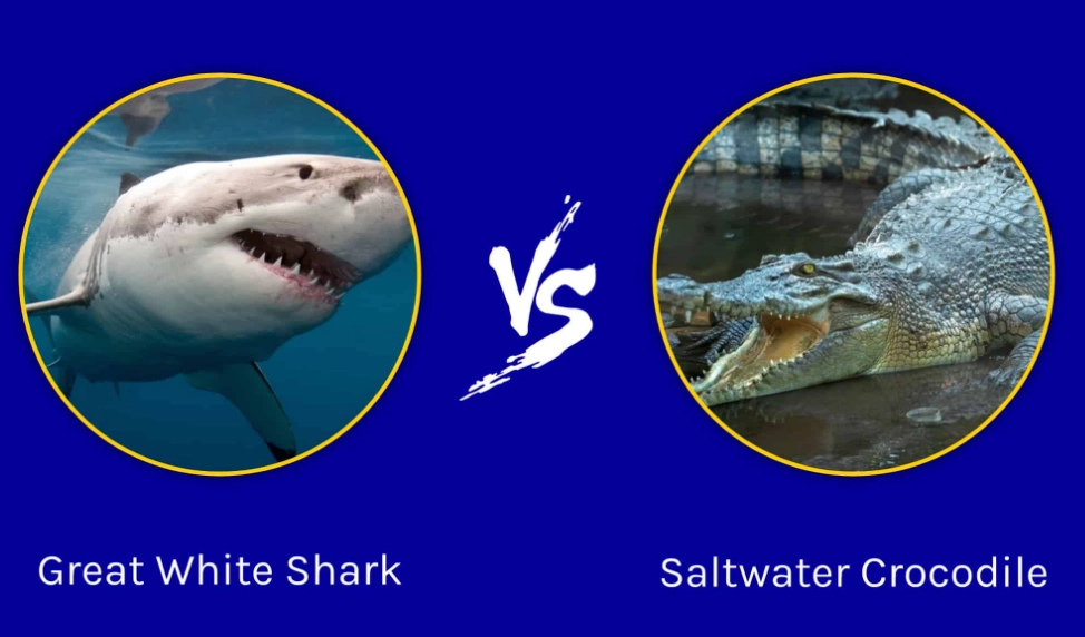 crocodile shark behavior crocodile shark behavior