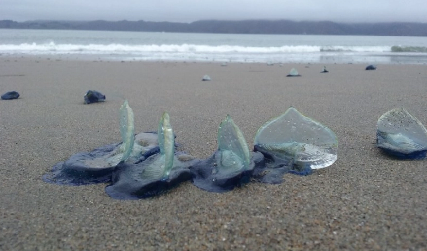 by-the-wind sailor jellyfish