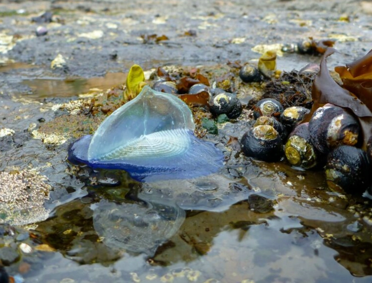 jellyfish identification
