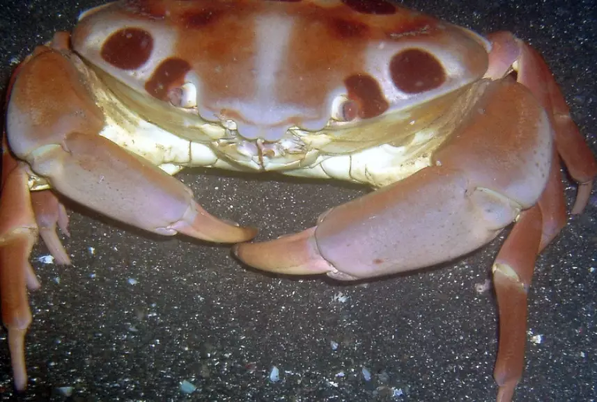 coral crab identification