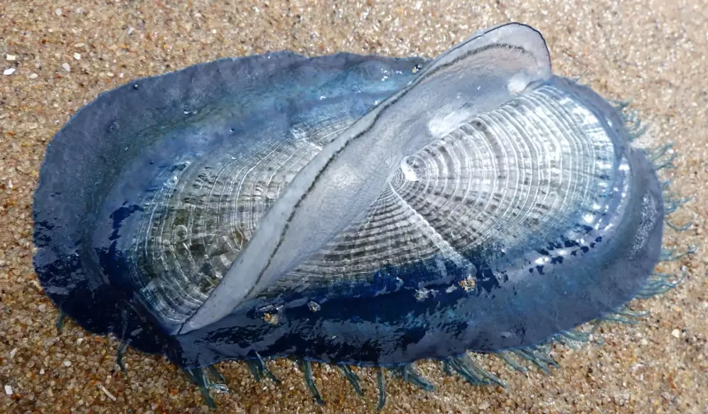 by-the-wind sailor facts