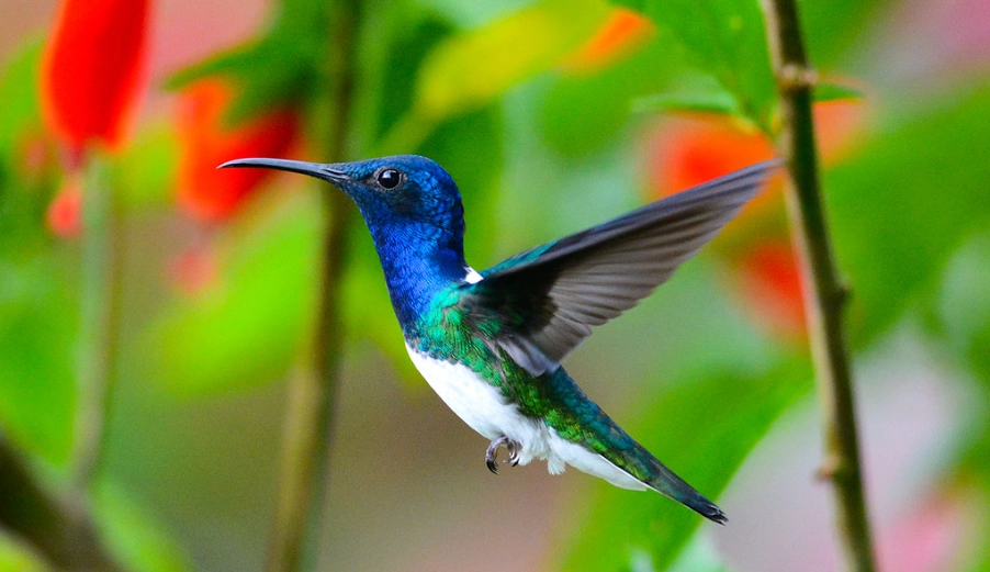 hummingbird identification