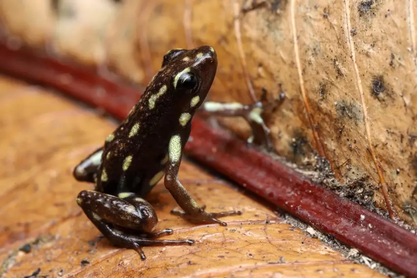 Darwin frog poisonous