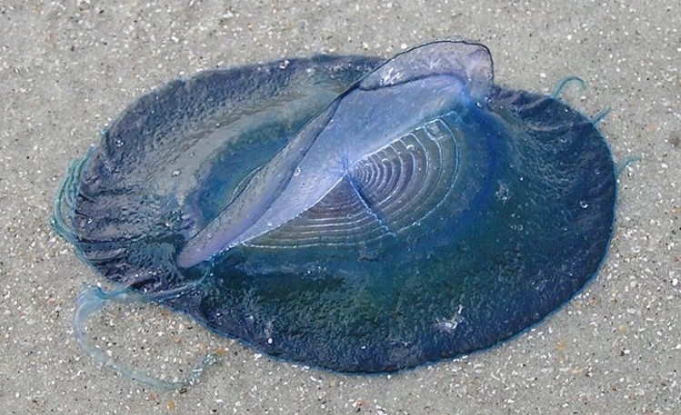 What is an interesting fact about the by-the-wind sailor?