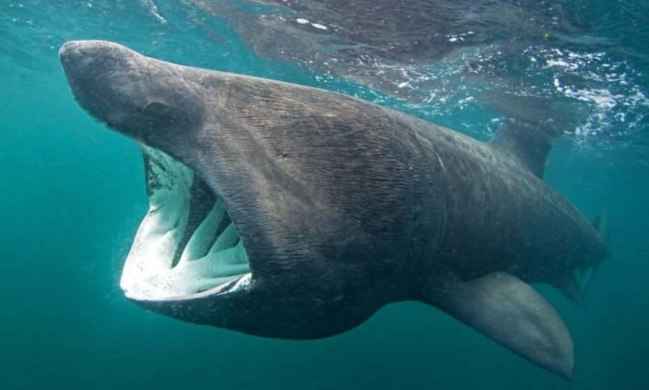 pseudocarcharias kamoharai