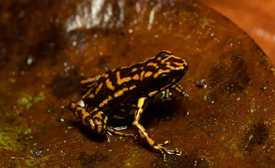 Darwin's frog venom