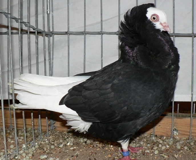 Black Jacobin pigeon