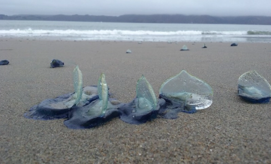 Velella velella