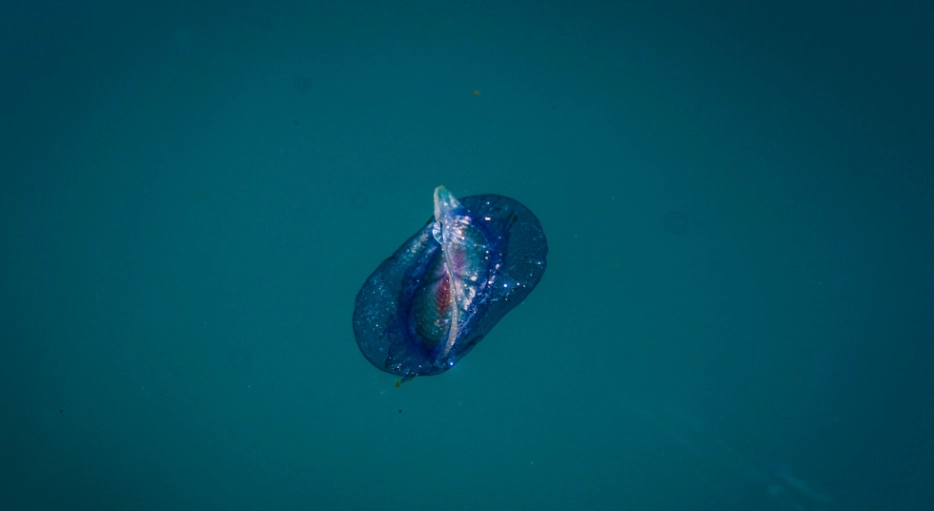Velella velella