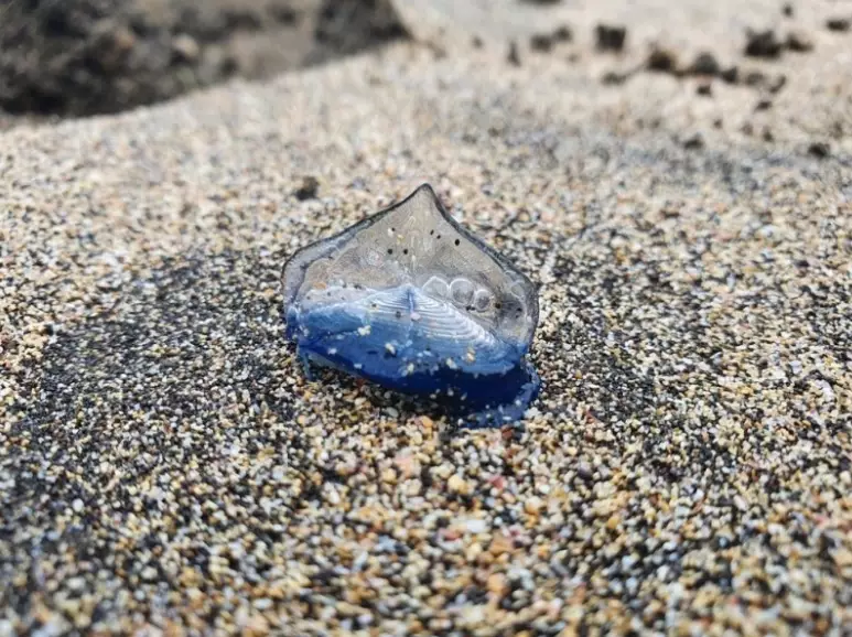 Velella velella