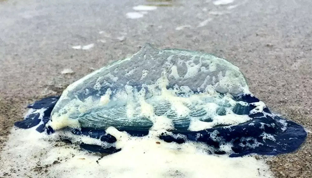 Velella Velella