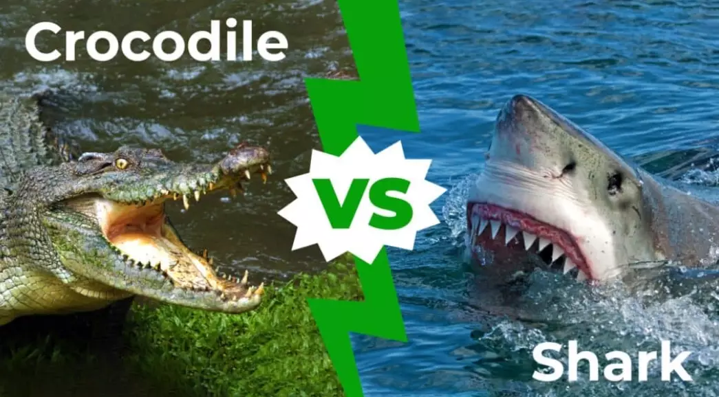 crocodile shark aggression crocodile shark aggression