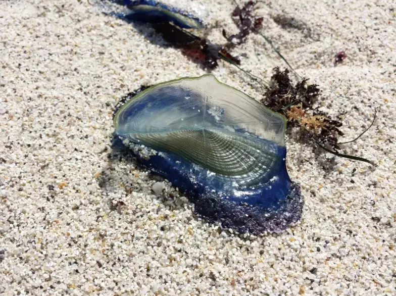 Velella velella sting