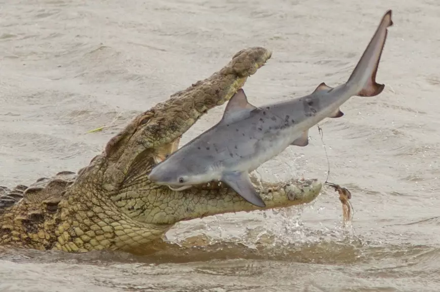 crocodile shark aggression
