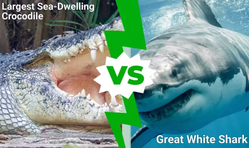 crocodile shark aggression crocodile shark aggression