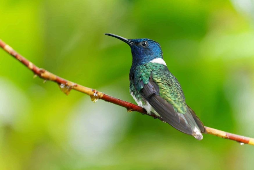 Is a Jacobin a hummingbird?