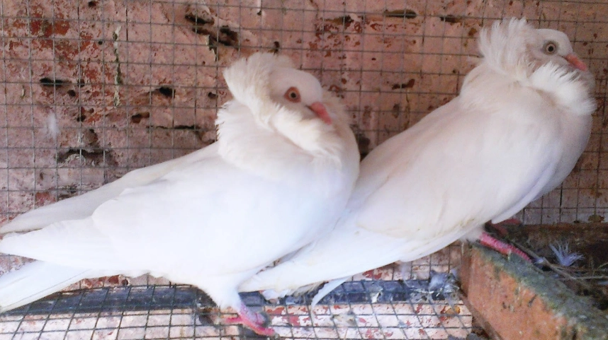 female Jacobin pigeon