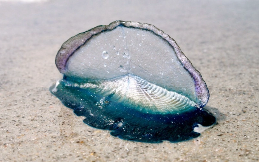 Is Velella velella a jellyfish?