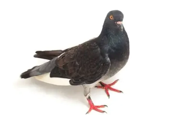 Jacobin pigeon care