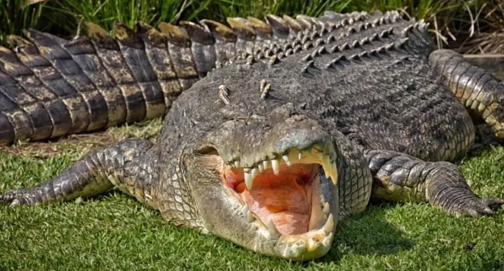 smallest shark species