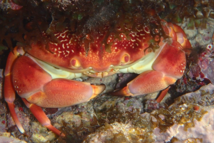 coral crab