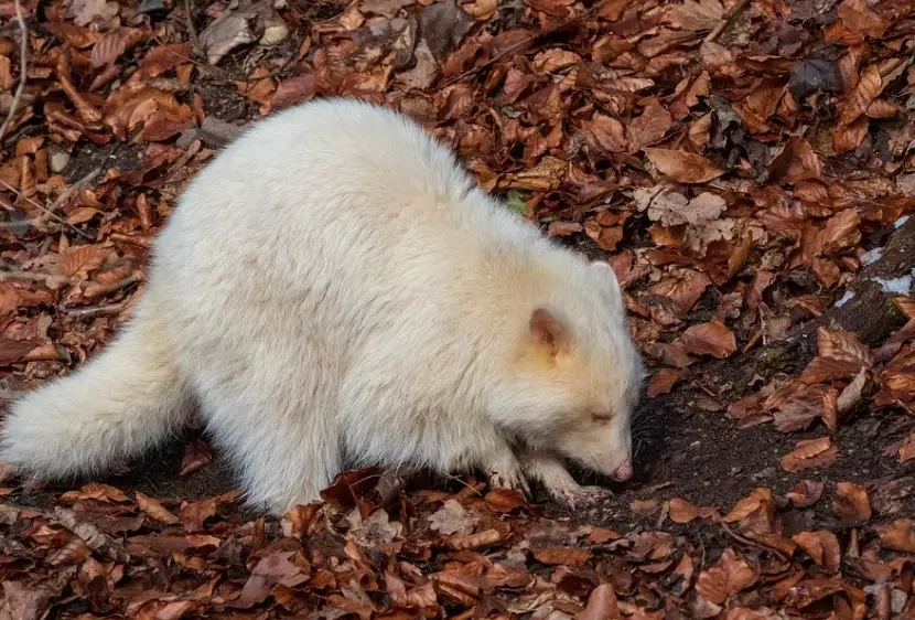 albino animal genetics albino animal genetics
