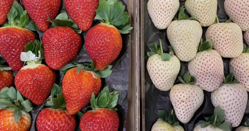 chlorophyll deficiency