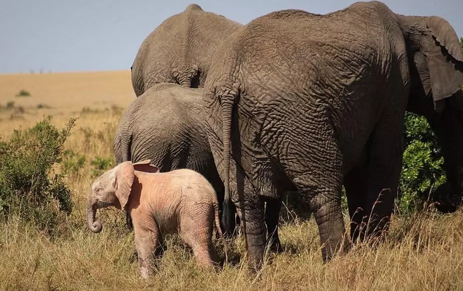 albino animal color albino animal color