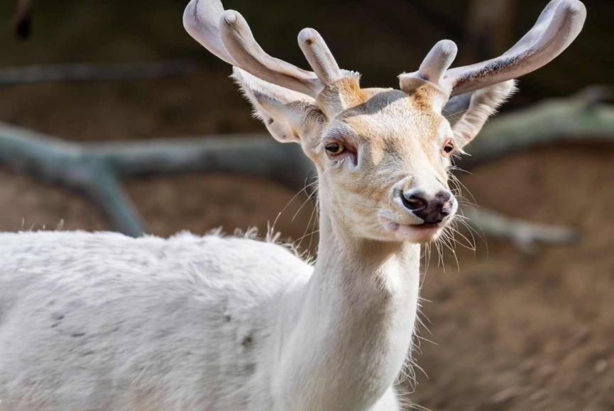 leucistic animals leucistic animals