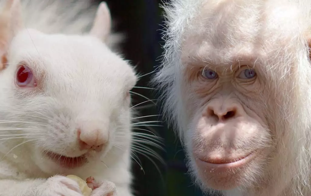 albino animal rarity