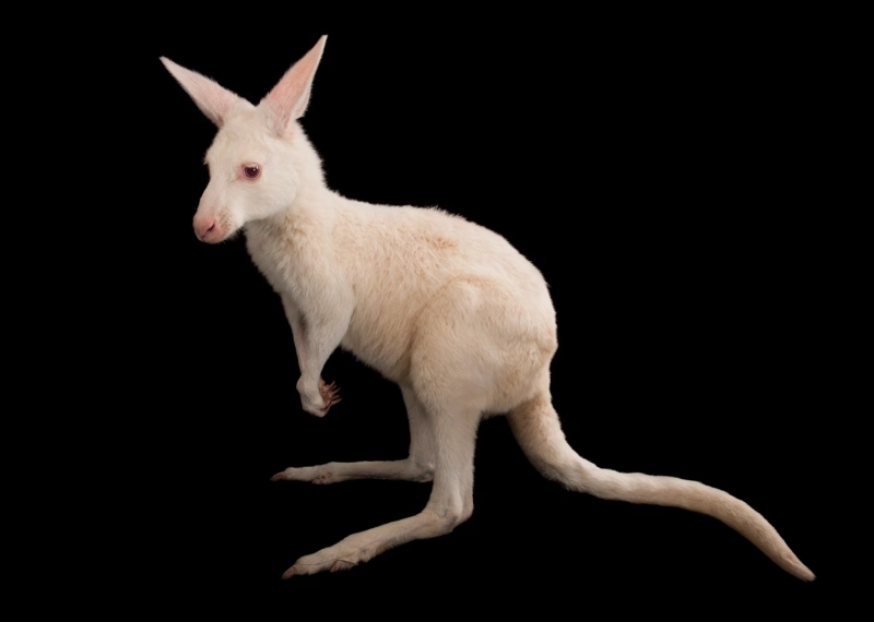 animal albinism animal albinism