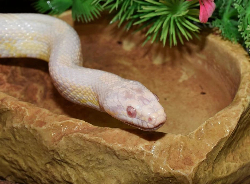 causes of albinism causes of albinism