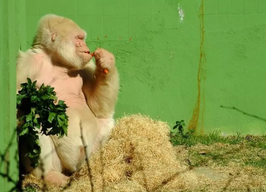 albino animal genetics albino animal genetics