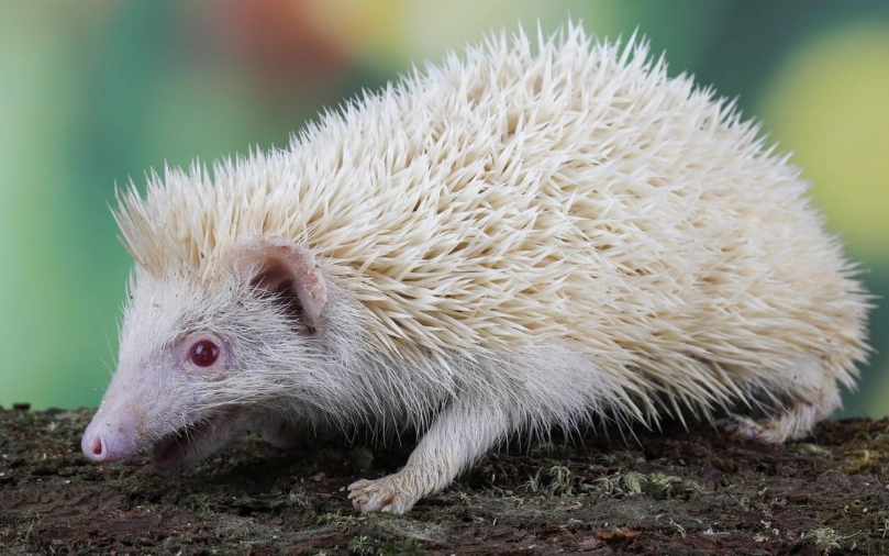 albino wildlife albino wildlife